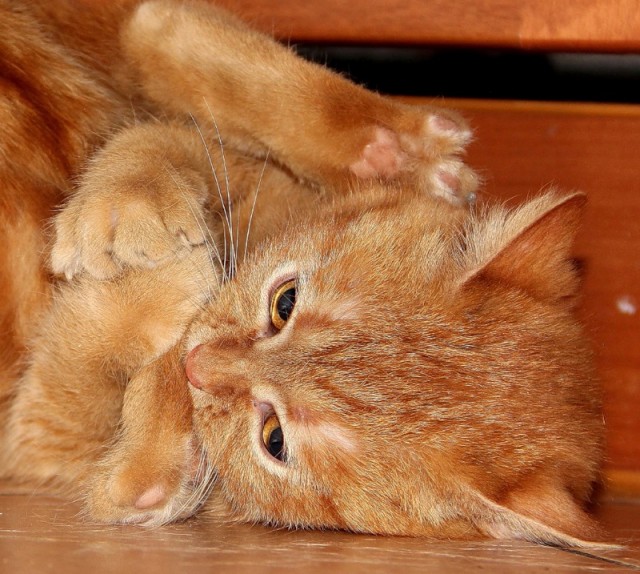 Котовторник!