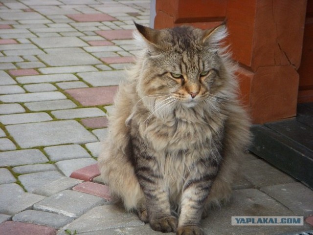 Ну и где ваш котовторник?