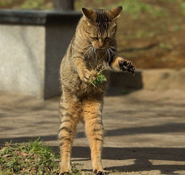 Немного милоты