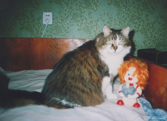 Котовторник (21.02.2012)