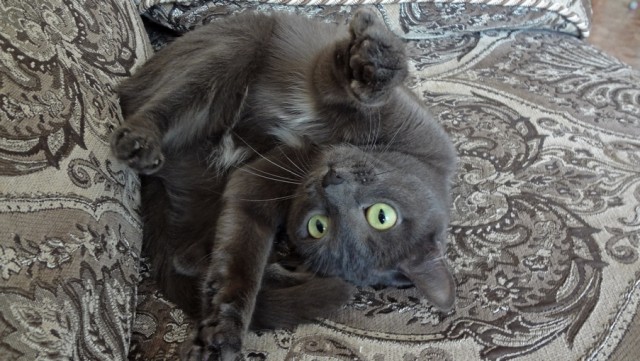 Котовторник! 13.03.2012