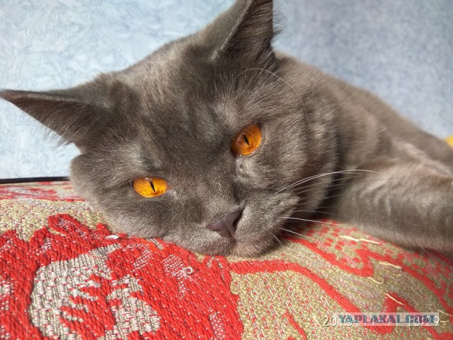 Котовторник 25.12.2018