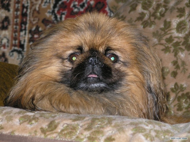 Собако-четверг 29.03.12