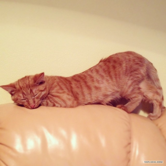 Котовторник 17.04.2012