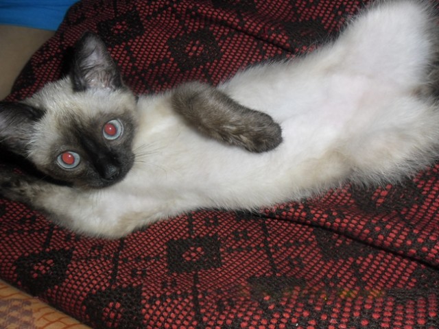 Котовторник 8 мая 2012