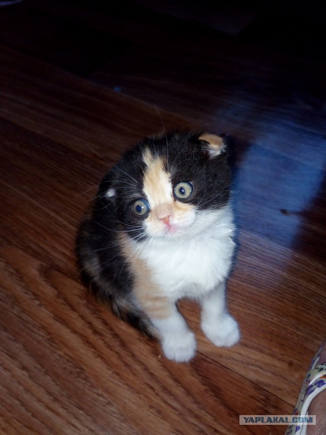 Зимние коты