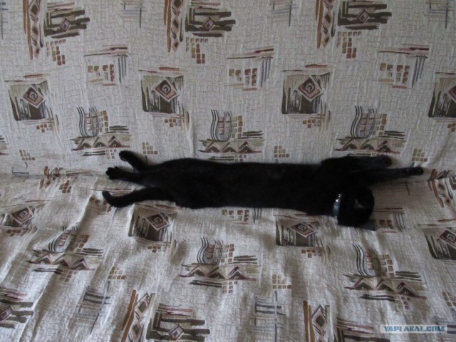 Котовторник 24.07.2012