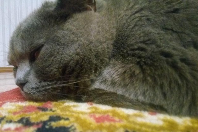 Котовторник 29.01.2019!