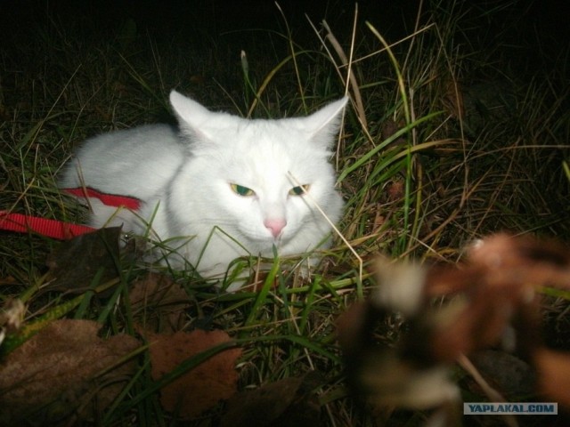 Котовторник  16.10.12