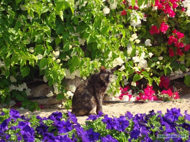 Котовторник 29.01.2013