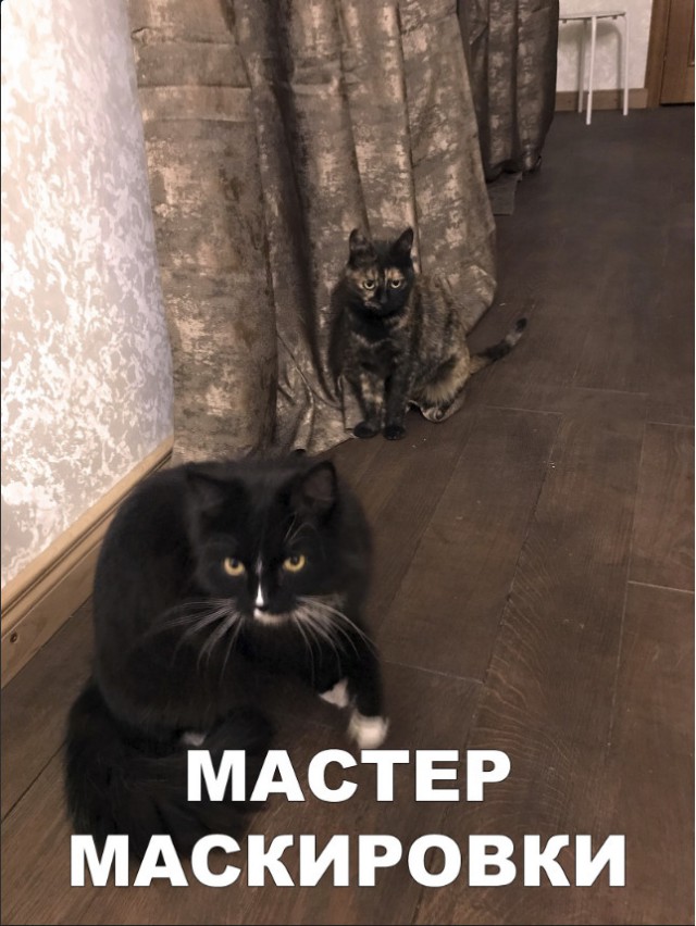Забавные фото котеек