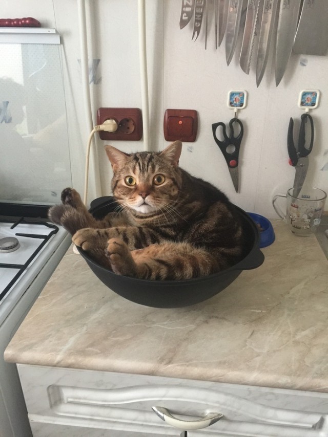 Забавные фото котеек