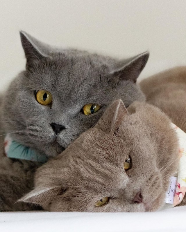 Забавные фото котеек