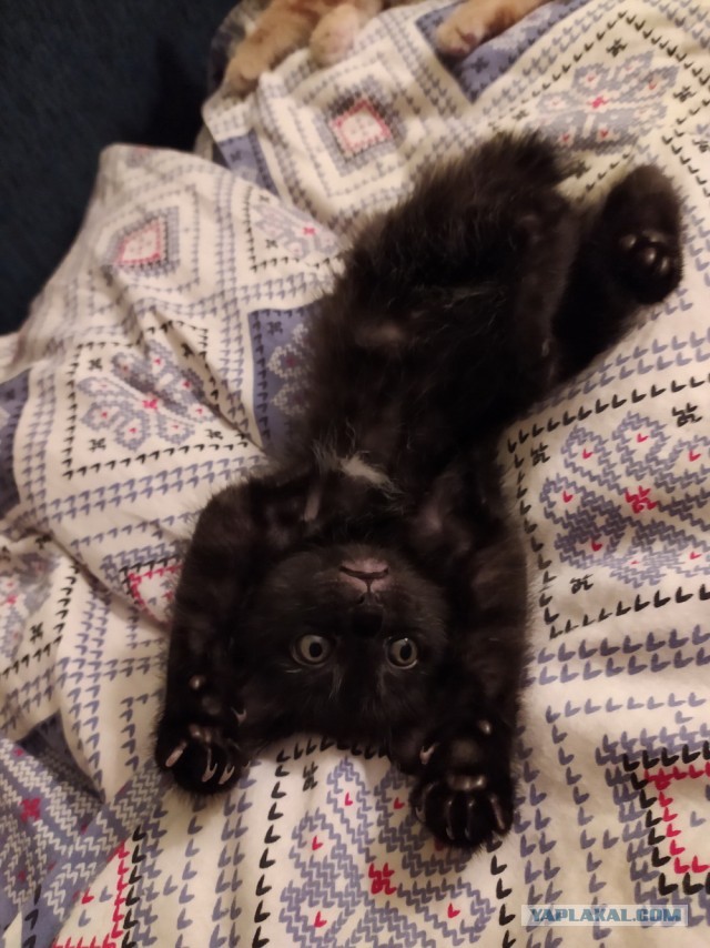 ̶К̶о̶р̶о̶н̶  Котовторник!