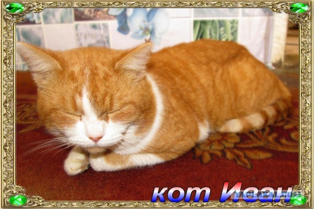 Котопост. Просто антикризисный котопост