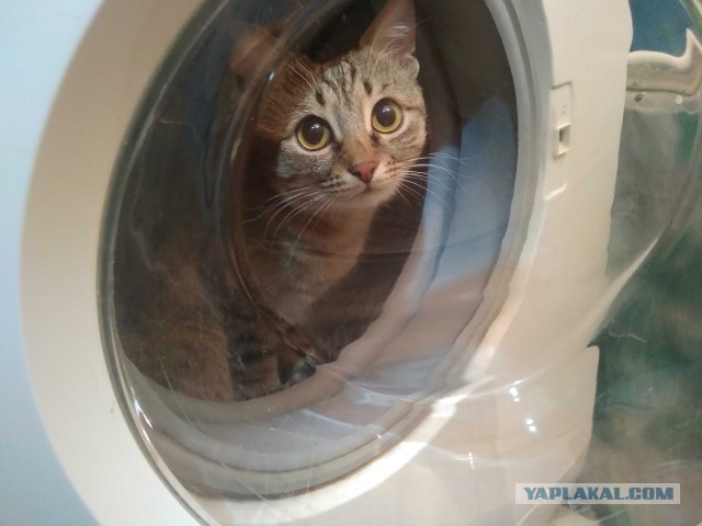 Котовторник