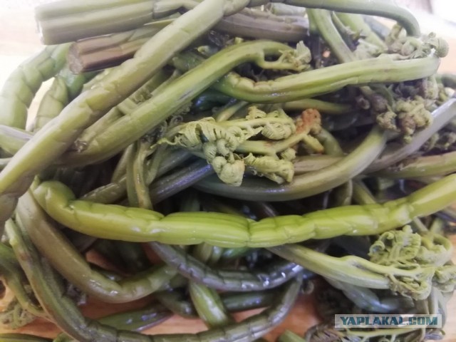 Долма с грибами