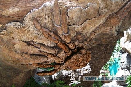 У Лукоморья дуб зеленый, златая цепь на дубе том..