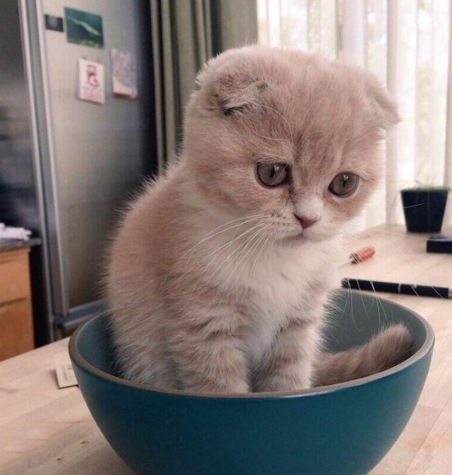 Эти забавные животные