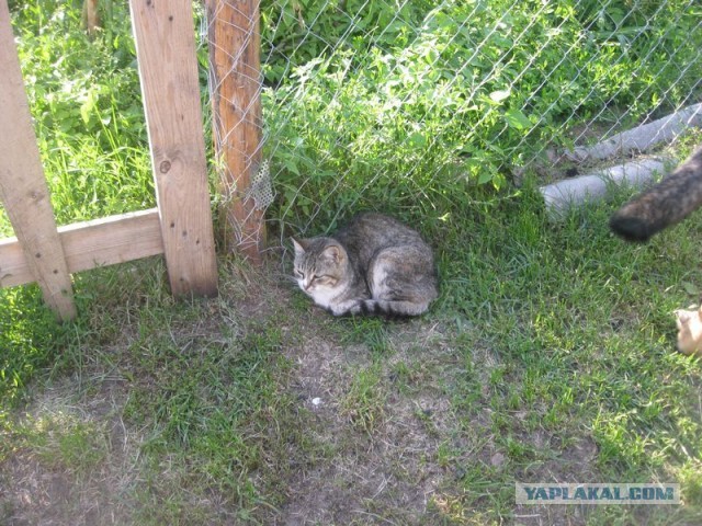 Жизнь домашнего приюта для котеек 298