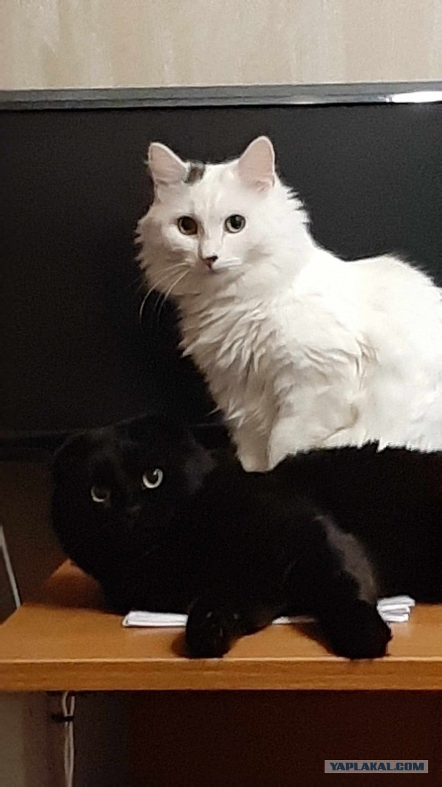 Котовторник