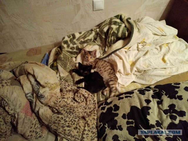 Котовторник. Добавляйте своих