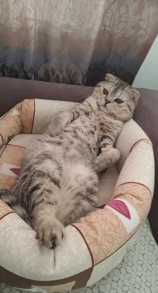 Котовторник же!