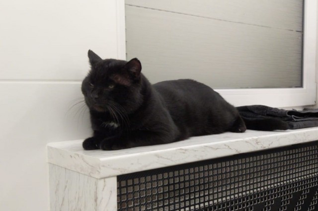 С котовторником!