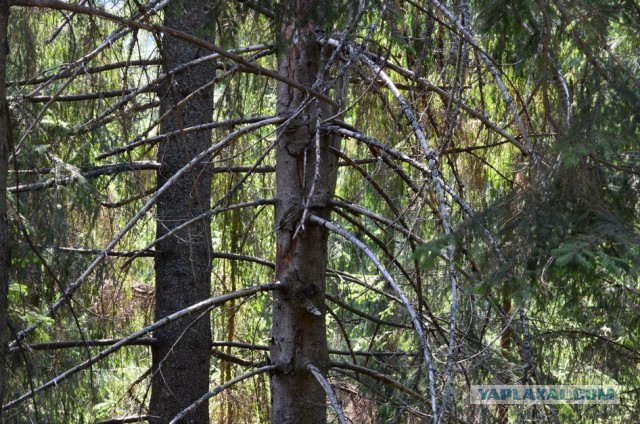 Путешествие по Румынии с семьёй на автомобиле