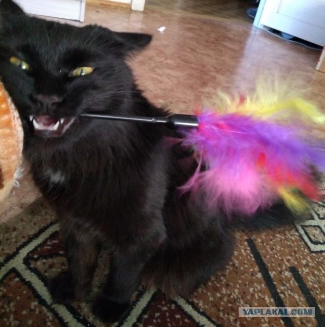 Хоба! Котовторник!