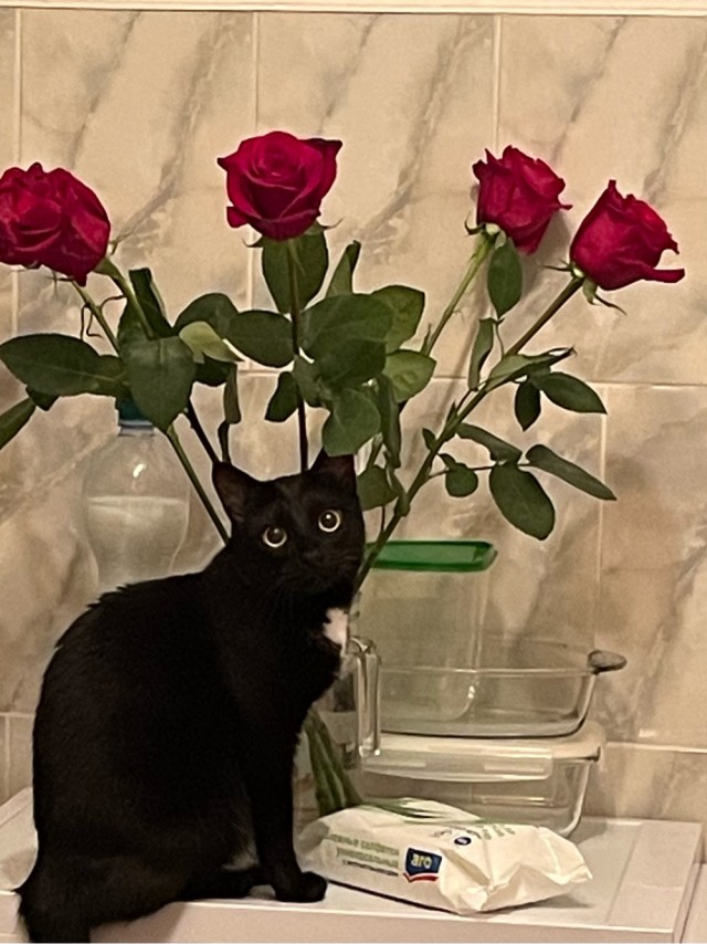 Солнце котовторника уже встало, Господа!