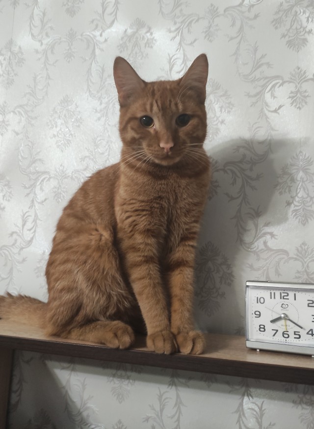 Котовторник. Февраль