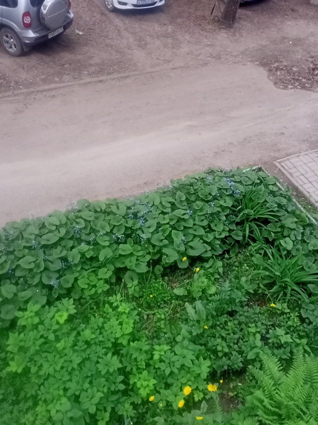 Подскажите что за цветочек?