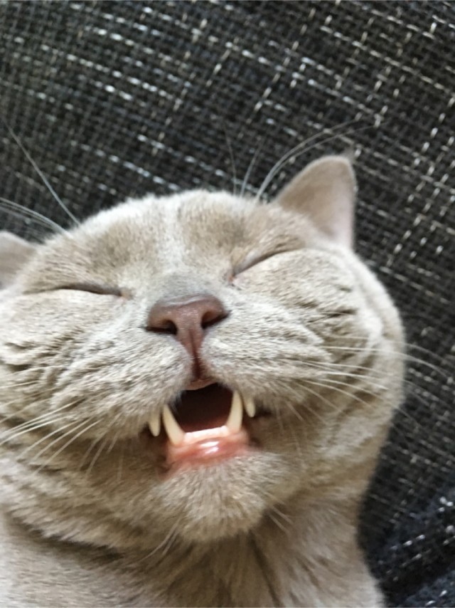 Котовторник 19.07.22