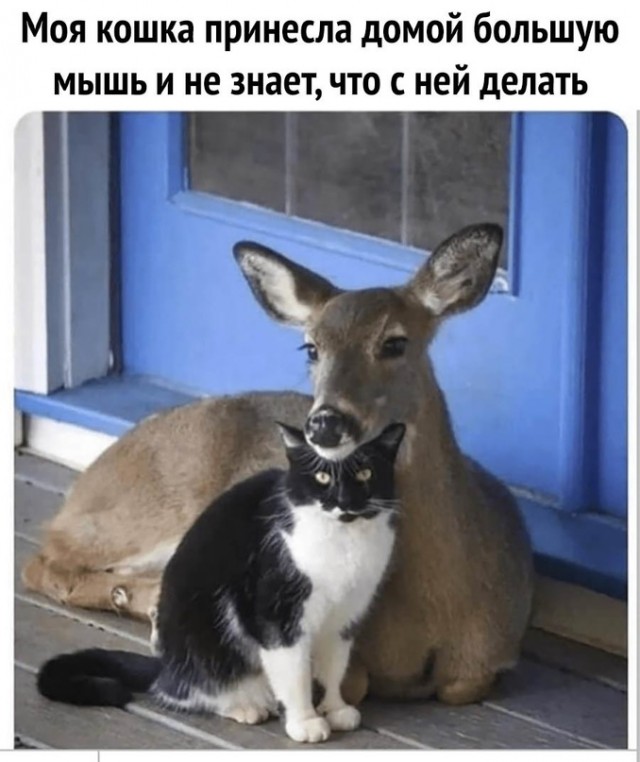 Картинки и мемы для настроения - 31