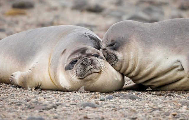 Финалисты ежегодной премии Comedy Wildlife Photography Awards