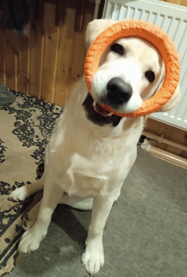 Будущий лабрадор