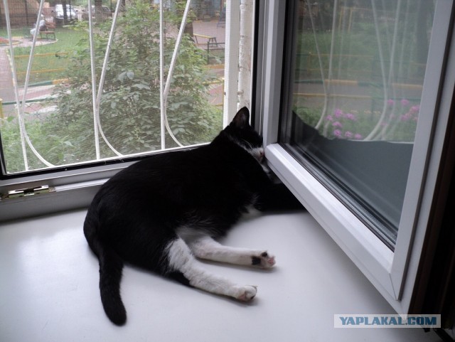 Вы хочите кошек, их есть у меня...