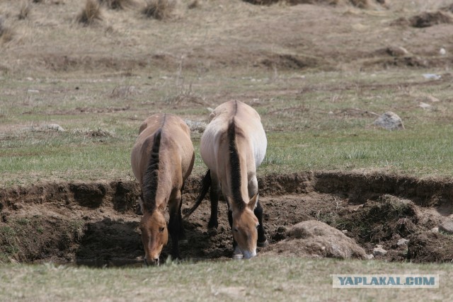 В Монголию на мотоциклах 2006