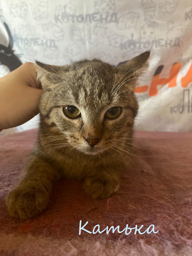 Жизнь домашнего приюта "Котоленд" 383