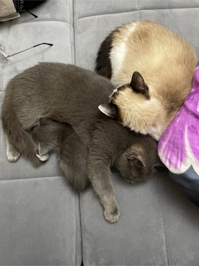Котовторник