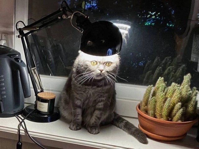 Не только котовторник, а еще и Всемирный день кошек!