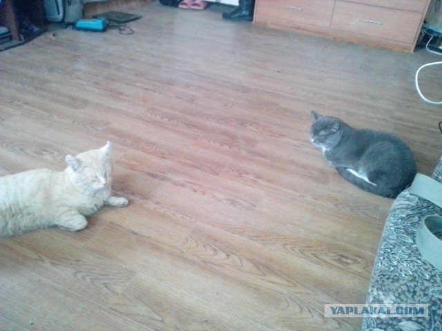 Котовторник 16.04.2013