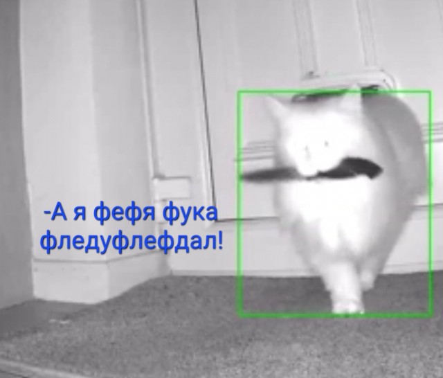 Котей что-то задумал