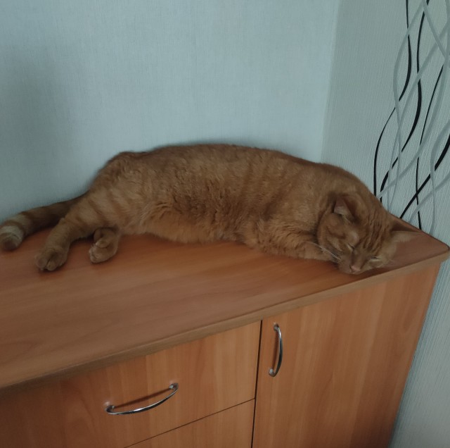 Котовторник Рыжих