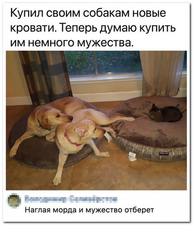 Забавные комментарии из социальных сетей (30.10.23)