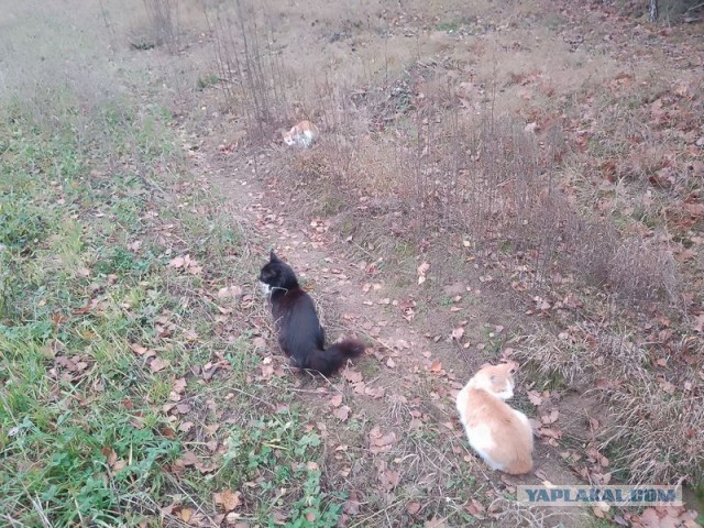 Жизнь домашнего приюта для котеек 470