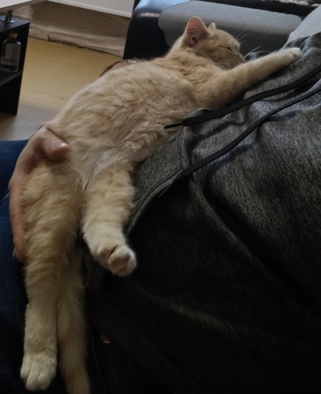 Котенок с приюта