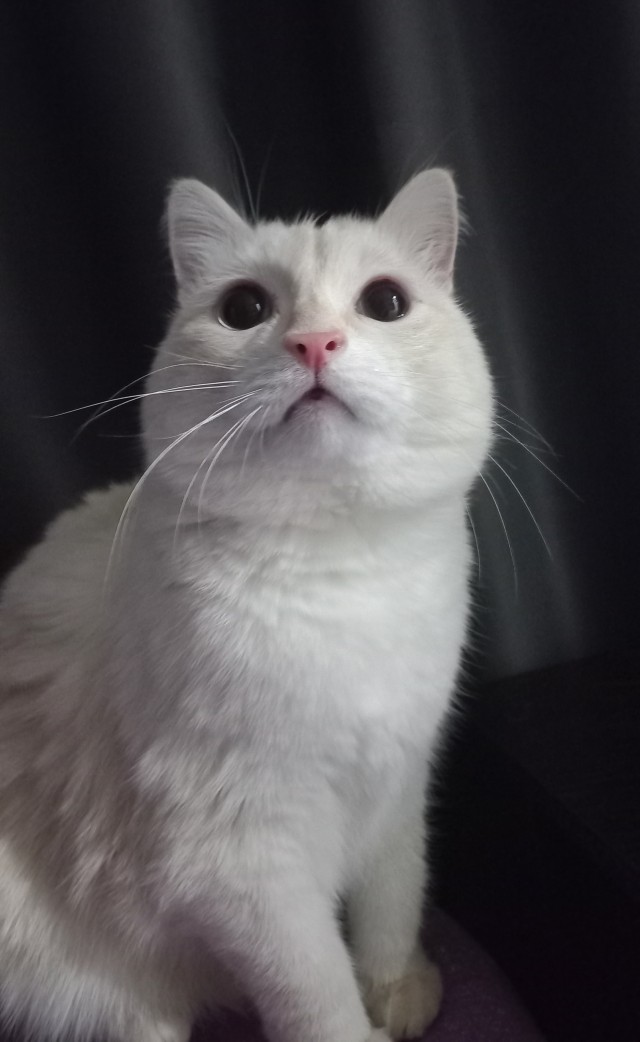Кошкопортрет