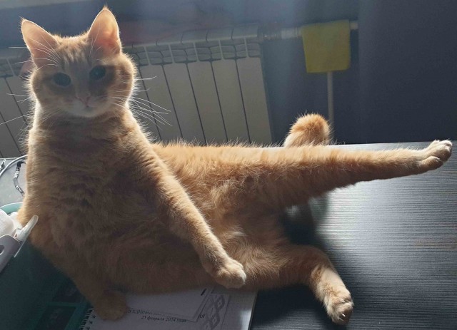 Котовторник 09.04.24